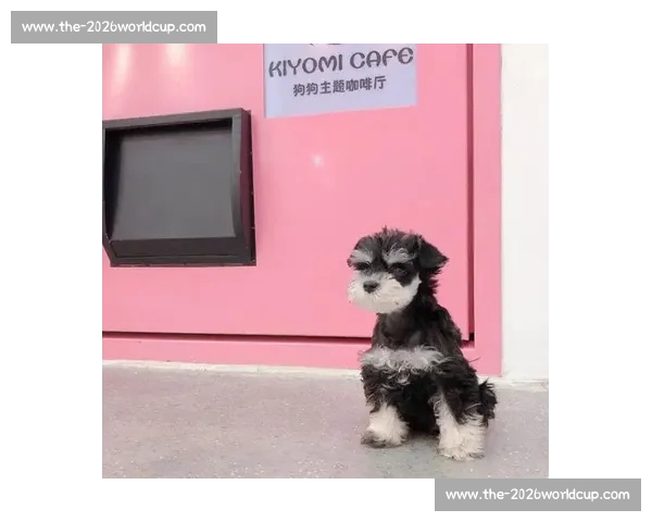 法斗滑板宽窄巷！成都萌宠又添新网红打卡地